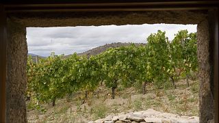 The organic wines of Spain restoring the ancient rhythms of production