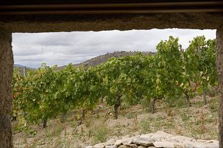 The organic wines of Spain restoring the ancient rhythms of production