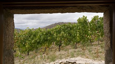 The organic wines of Spain restoring the ancient rhythms of production