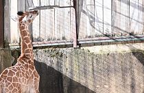 Un zoo francés da la bienvenida a su primer bebé jirafa