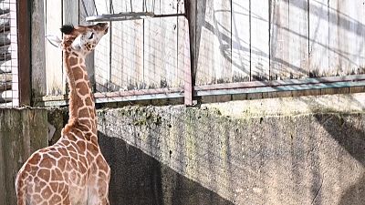 Újszülött zsiráf az amnéville-i állatkertben