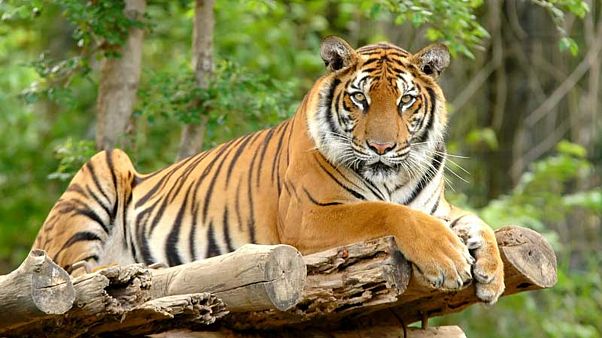 Bengal Kaplanı Bengal Kaplanı