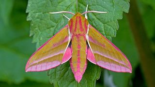 Moths are crucial for the pollination process.