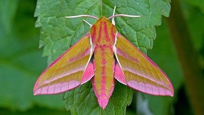 Moths are crucial for the pollination process. Moths are crucial for the pollination process.