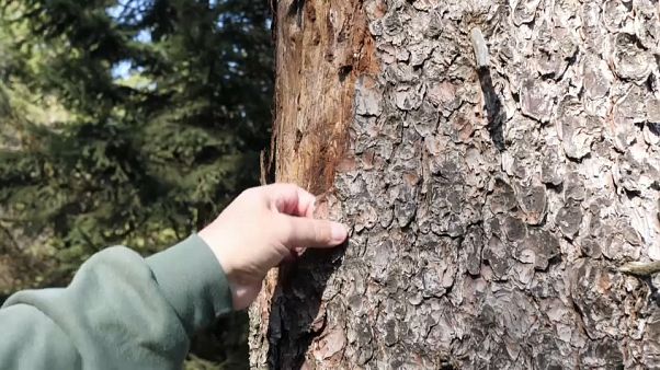 Γερμανία: Σκαθάρι καταστρέφει τα δάση ερυθρελάτης Γερμανία: Σκαθάρι καταστρέφει τα δάση ερυθρελάτης