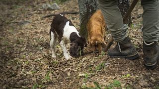 Two dogs sniffing and digging out truffles in the woods
