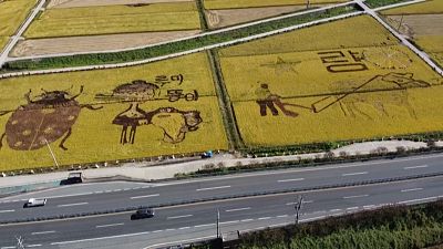 Дети и фермеры создали рисунки на рисовых полях