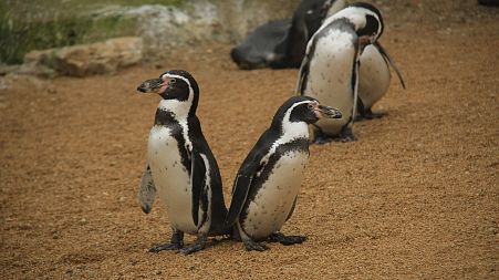 A quarter of children think that penguins can be found on farms in the UK