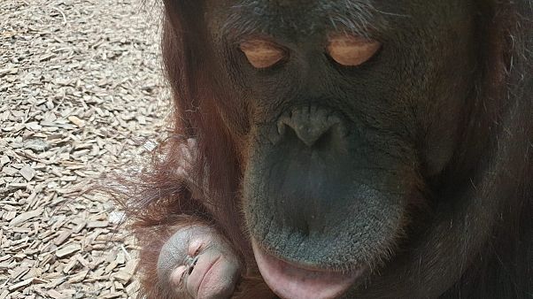 Orang-Utan Mutter mit Baby Orang-Utan Mutter mit Baby