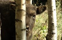 Climate Now: Romanya'da ayı ve bizonların korunması biyolojik çeşitliliği nasıl artırıyor?