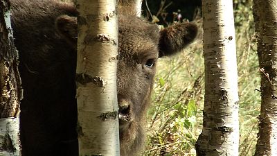 Bears, bison and wolves: Rewilding Romania to better cope with climate change
