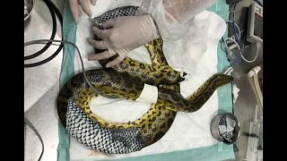 Anaconda tratada com pele de tilápia