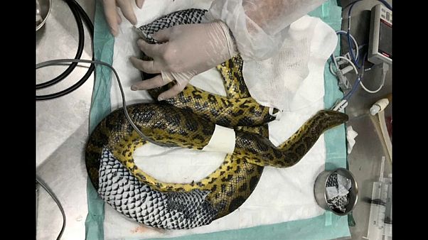 Anaconda tratada com pele de tilápia Anaconda tratada com pele de tilápia