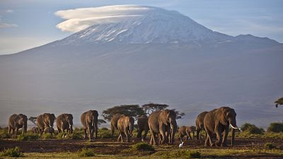 Départ de feu sur l'emblématique Mont Kilimandjaro, la Tanzanie mobilisée