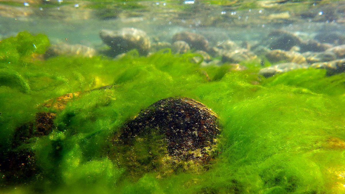 طحالب سبيروجيرا في مياه بحيرة بايكال