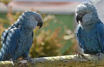 Soyu tükenmekte olan mavi Spix Papağanı