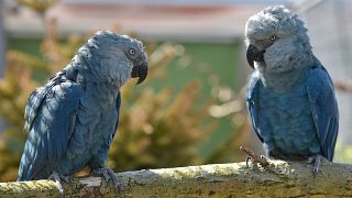 Soyu tükenmekte olan mavi Spix Papağanı