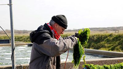Growing vegetables in sea water could help with fresh water shortages. Growing vegetables in sea water could help with fresh water shortages.