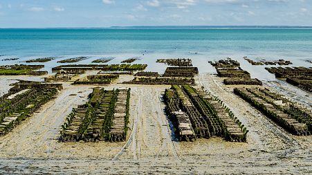 Growing vegetables in seawater could help with fresh water shortages.