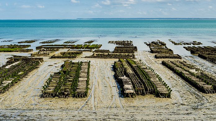 Growing vegetables in seawater could be the answer to feeding billions