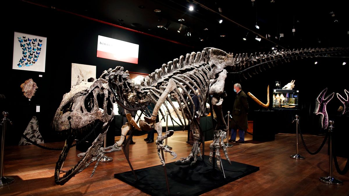 Le squelette d'un allosaure à Paris