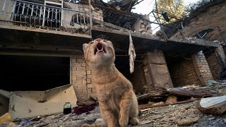 A cat in a destroyed house in Stepanakert, the separatist region of Nagorno-Karabakh