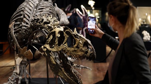 Πουλήθηκε ο «παππούς» του δεινόσαυρου T-REX Πουλήθηκε ο «παππούς» του δεινόσαυρου T-REX