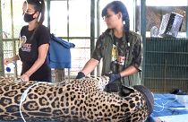 Amanaci, el jaguar herido que se ha convertido en símbolo de la tragedia en el Pantanal