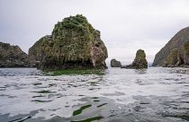 Kamtchatka : l'hécatombe sur les plages et dans les fonds marins