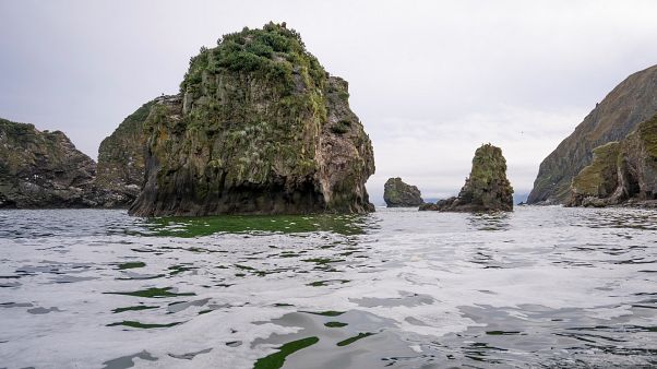 Kamtchatka : l'hécatombe sur les plages et dans les fonds marins Kamtchatka : l'hécatombe sur les plages et dans les fonds marins