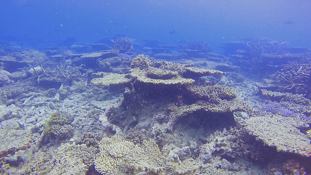 Archives : la disparition des coraux sur la Grande Barrière, en Australie
