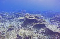 Archives : la disparition des coraux sur la Grande Barrière, en Australie