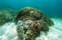 Australien: Seit 1995 sind 50 Prozent aller Korallen abgestorben