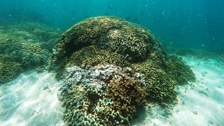 Australien: Seit 1995 sind 50 Prozent aller Korallen abgestorben