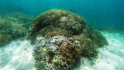 Metade da Grande Barreira de Coral morreu nos últimos 25 anos