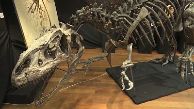 No Comment: Dinosaurier-Skelett für drei Millionen Euro in Paris versteigert