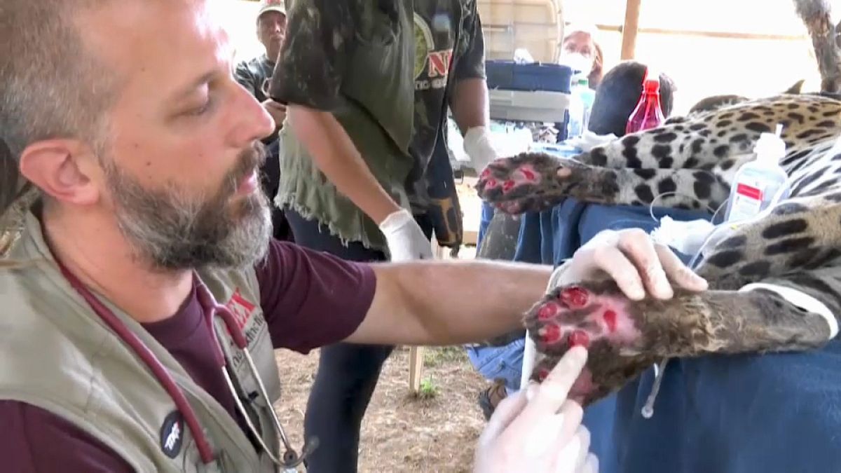 Verletzte Jaguardame Amanaci wird von Tierarzt Thiago Luczinski behandelt