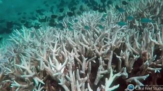 La Gran Barrera de Coral se muere por sucesivos blanqueos debidos al cambio climático