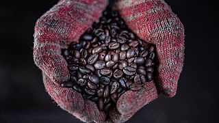 Wood fire roasted coffee beans at the Antong Coffee Factory in Taiping, Malaysia