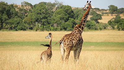 Giraffes numbers have been in rapid decline since the mid 1980s. Giraffes numbers have been in rapid decline since the mid 1980s.