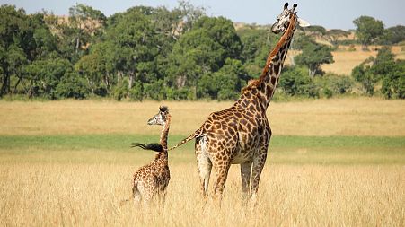 Giraffes numbers have been in rapid decline since the mid 1980s.