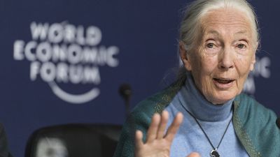 Jane Goodall, English primatologist and anthropologist, addresses the media during a press conference as part of the 50th annual meeting of the World Economic Forum (WEF)