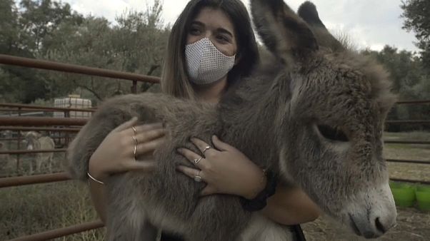 Sağlık çalışanları için eşek terapisi Sağlık çalışanları için eşek terapisi