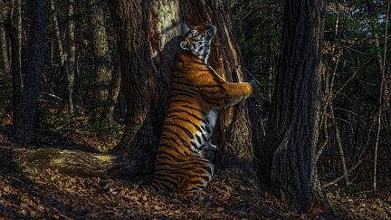 432x243_cmsv2_796f3d6e-8b56-