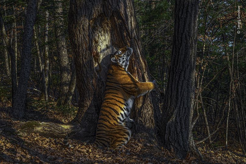 © Sergey Gorshkov/Wildlife Photographer of the Year 2020