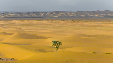 Not much data exists about the number of trees found in desert regions. 
