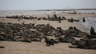 1000s of Aborted Seal Pups Mysteriously Wash Ashore the Namibian Coast