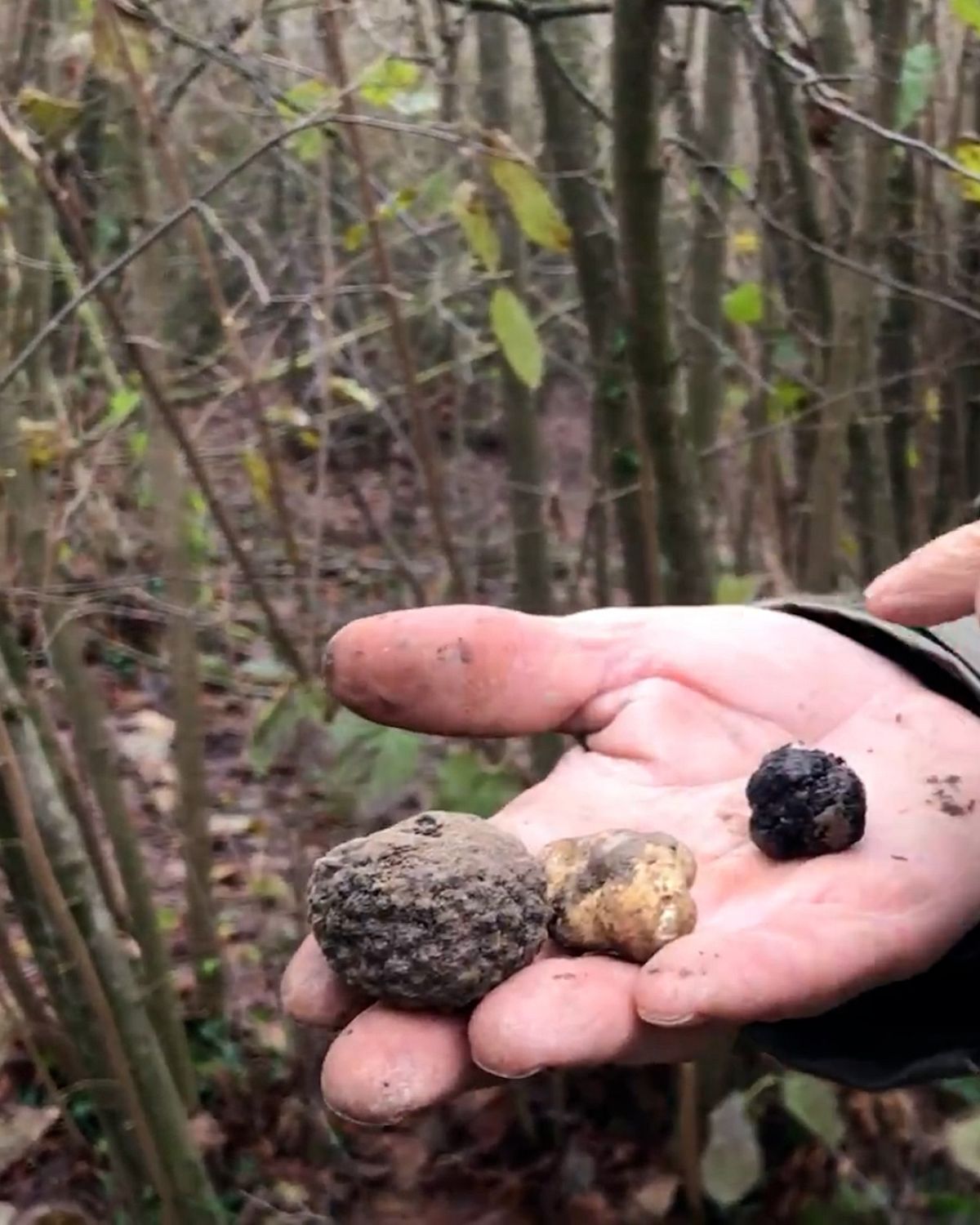 Truffle season is underway in Northern Italy and it's a whole lot of