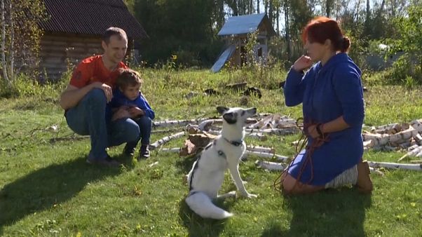Белоснежный лис по кличке Пломбир Белоснежный лис по кличке Пломбир