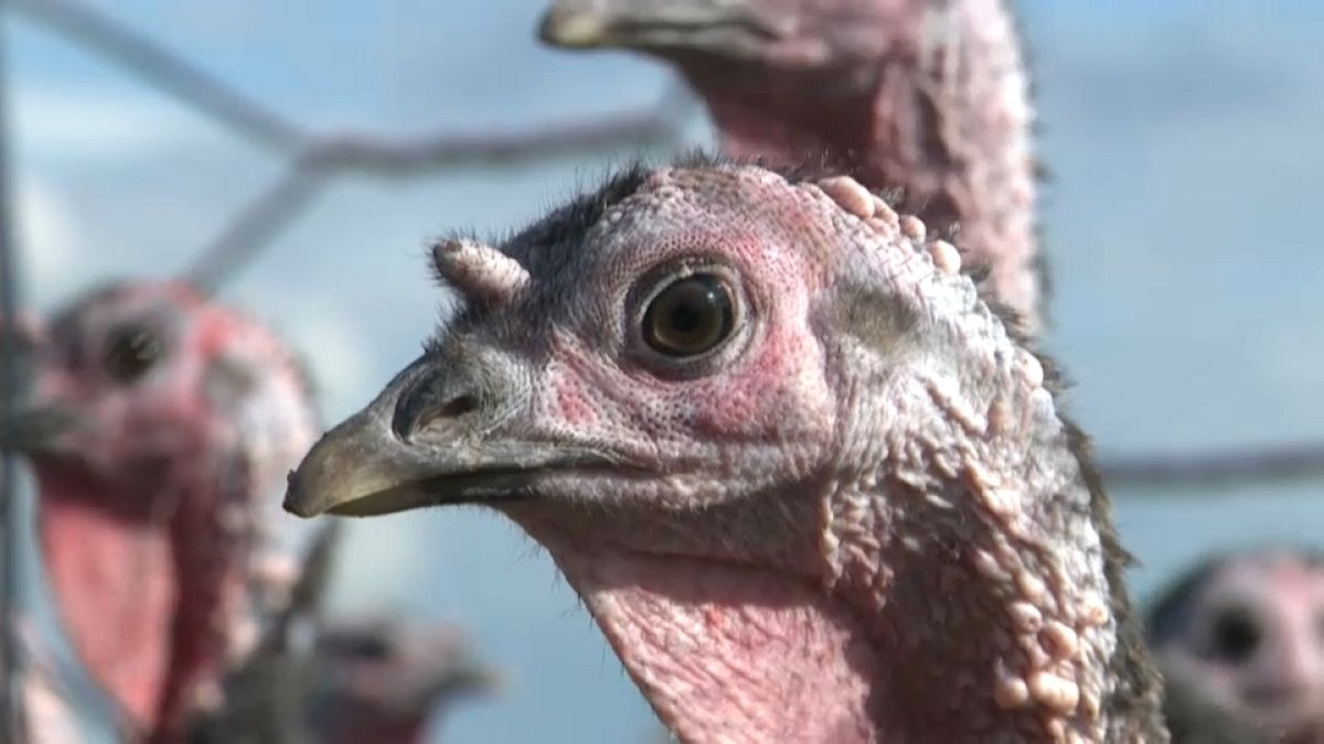 Turkeys are keeping a wary eye on developments this Christmas